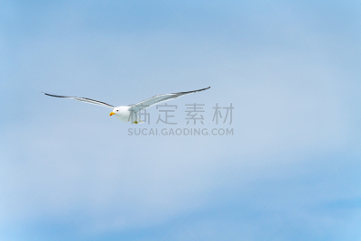 天空,蓝色,黑背海鸥,野生动物,翅膀,动物,鸟类,户外,高处,黑背鸥