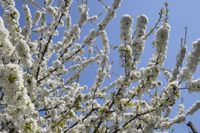 樱桃,枝,花朵,天空,水平画幅,樱花,野外动物,户外,特写,俄罗斯