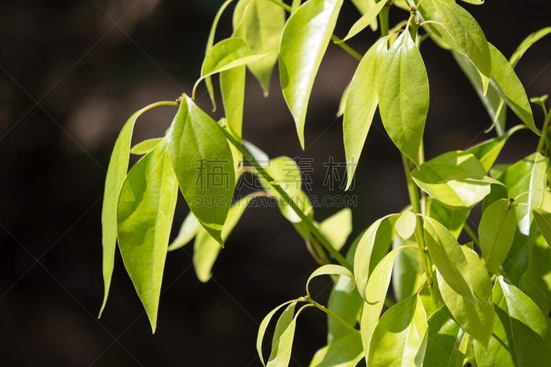 肉桂,叶子,幼小动物,自然,环境,泰国,图像,樟脑树,枝,巨大的