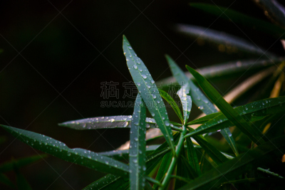叶子,自然,水平画幅,绿色,枝繁叶茂,秋天,无人,绘画插图,特,枫树