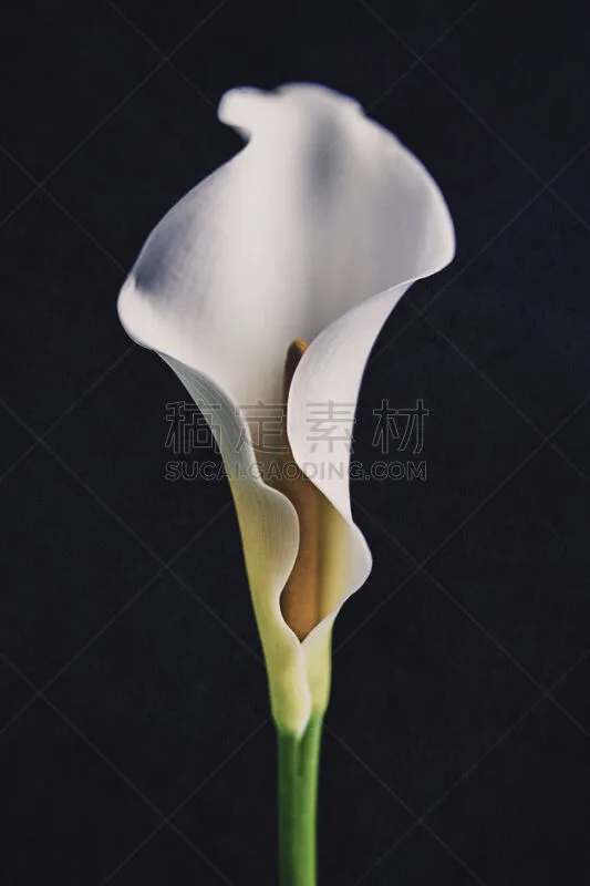 马蹄莲 黑色背景 花头 小酒杯 百合花 天南星科 垂直画幅 无人 纯净 仅一朵花图片素材下载 稿定素材 马蹄莲 黑色背景 花头 小酒杯 百合花 天南星科 垂直画幅 无人 纯净 仅一朵花图片素材下载 稿定素材