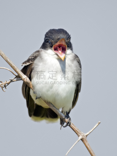 东部美洲食蜂鹟,美洲食蜂鹟,自然,垂直画幅,野生动物,无人,鸟类,东,北美歌雀,树