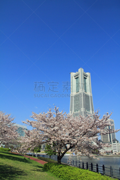 横滨地标大厦,日本,樱桃树,垂直画幅,里山,无人,铁轨轨道,户外,铁路车场,植物