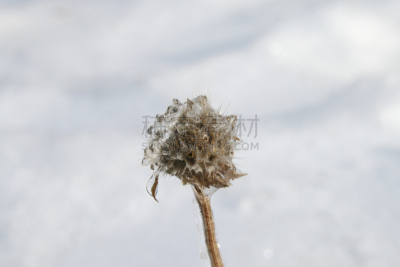 冰,有包装的,冰雪风暴,留白,水平画幅,雪,无人,冰冻时间,特写,秃树