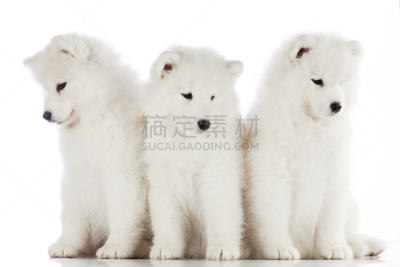 小狗,萨摩耶犬,白色背景,分离着色,钚,三只动物,幽默,水平画幅,小的,可爱的