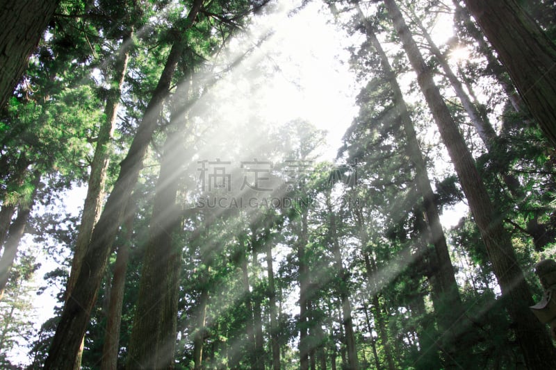 雪松,高野山,水平画幅,无人,日本,古屋的内在神社,光,植物,松科,近畿区域