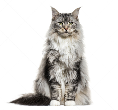 猫,白色,分离着色,浣熊,美因河,正面视角,灰色,水平画幅,家畜,无人