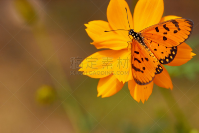 蝴蝶,花冠,橙色,背景,美,水平画幅,动物身体部位,生物学,特写,环境