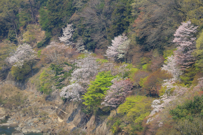 岚山,山,日本,京都市,樱花,katsura,自然,美,水平画幅,地形