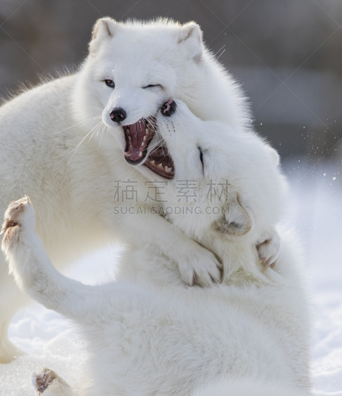 北极狐,垂直画幅,雪,无人,动物学,户外,特写,哺乳纲,白色,毛绒绒