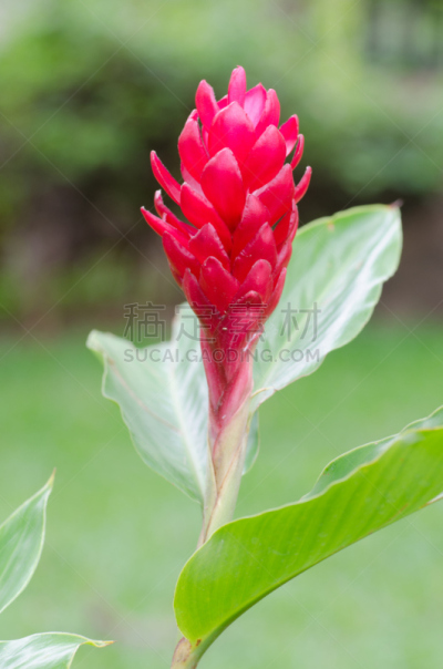 姜花,红色,珍珠母姜,垂直画幅,无人,热带雨林,户外,特写,植物,热带气候