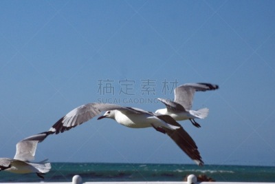 海鸥,羊群,南部非洲,非洲,西开普省,野生动物,哈氏鸥,图像,野外动物,一群鸟