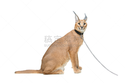 狞獾,山猫,白色,分离着色,自然美,爪子,狗链,衣领,纯种猫,美