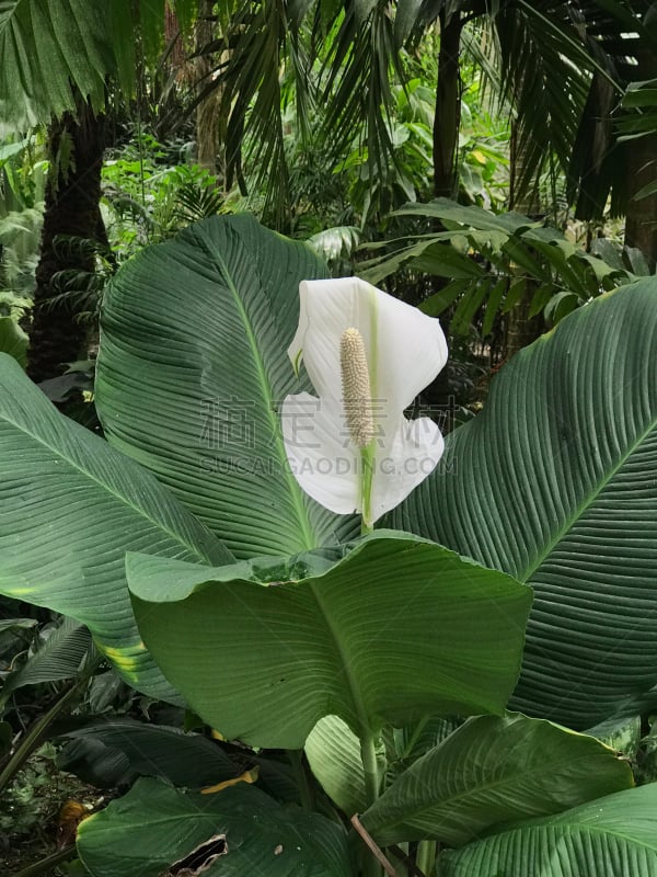 White Anthurium flower in botanic garden. Commonly named “Flamingo Flowers”.