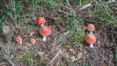 蘑菇,毒蝇菇,水平画幅,无人,户外,生物学,草,特写,毒蘑菇,真菌
