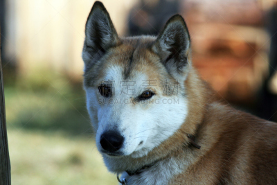 莱卡犬,伊尔库茨克,西伯利亚,猎犬,针叶林,雪橇犬,正面视角,水平画幅,注视镜头,动物身体部位
