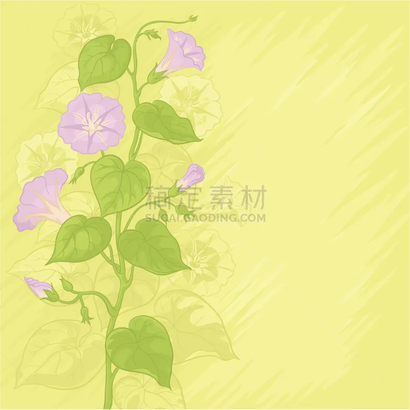 牵牛花 背景 无人 绘画插图 夏天 卡通 植物 植物学 叶子 花头图片素材下载 稿定素材