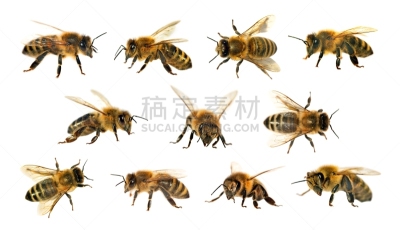 动物群,蜜蜂,白色背景,动物身体部位,讲台,人的眼睛,白色,风景,花粉,动物长鼻