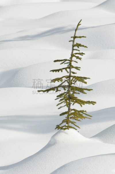 雪,松树,海洋,自然,垂直画幅,冬天,图像,阿尔伯塔省,加拿大,独处