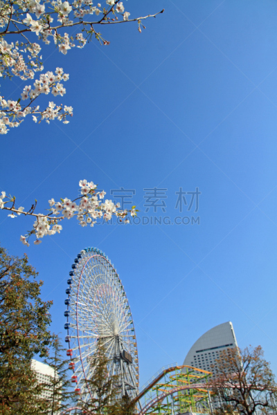 横滨,神奈川县,日本,樱桃树,地球,大波斯菊,梅德韦河,射电望远镜,横滨高速铁路,过山车