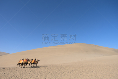 骆驼,沙漠,甘肃省,敦煌,天空,褐色,水平画幅,沙子,无人,动物身体部位