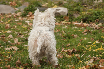 苏格兰粗毛猎狐犬,特写,自然,水平画幅,小的,可爱的,秋天,无人,梗犬,户外