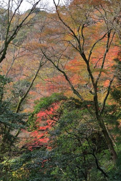 秋天,日本,大阪府,美浓,箕面市,垂直画幅,地形,景观设计,瀑布,无人