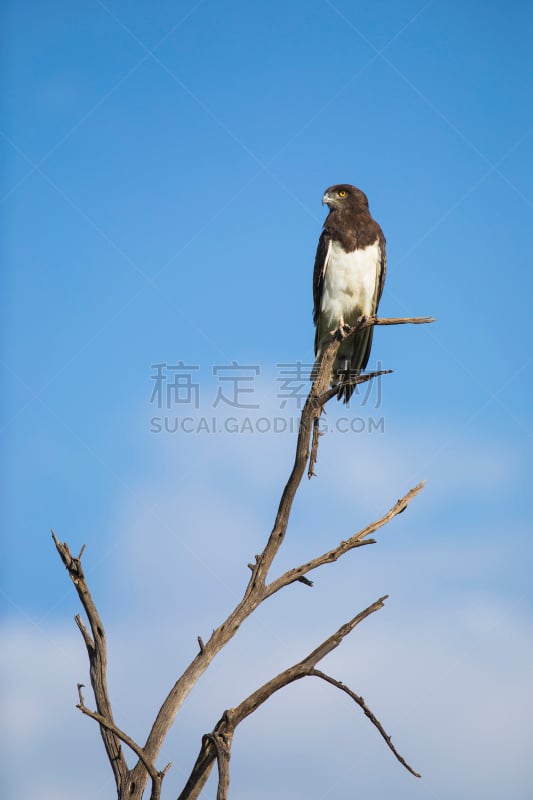 黑色,鹰,胸部,蛇,非洲,垂直画幅,野生动物,黑胸短趾雕,图像,脊椎动物