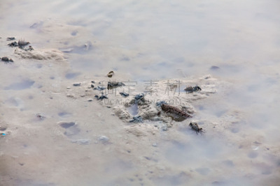 特写,海滩,弹涂鱼,风景,水,褐色,水平画幅,户外,马来西亚,泰国