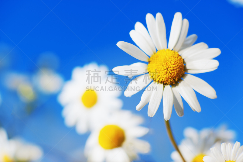 甘菊,美,水平画幅,无人,草坪,夏天,户外,草,特写