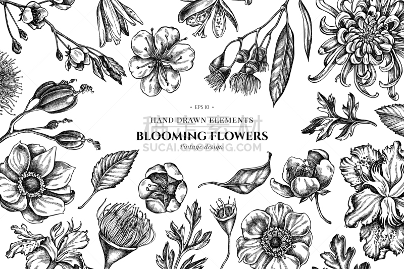 日本,桉树,菊花,黑白图片,百合花,银莲花,鸢尾,茶花,樱之花,花
