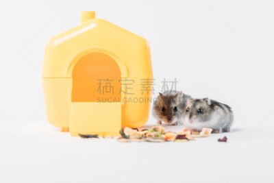 黄色,塑胶,可爱的,宠物,仓鼠,食品,灰色,房屋,干的,影棚拍摄