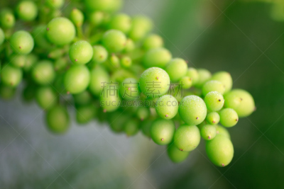 夏敦埃葡萄,葡萄园,有蔓植物,水平画幅,绿色,水果,无人,农作物,植物,葡萄
