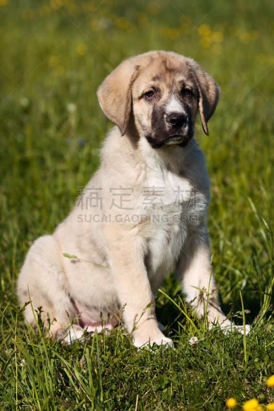 夏天,草,小狗,獒,西班牙,分离着色,白色,垂直画幅,褐色,进行中