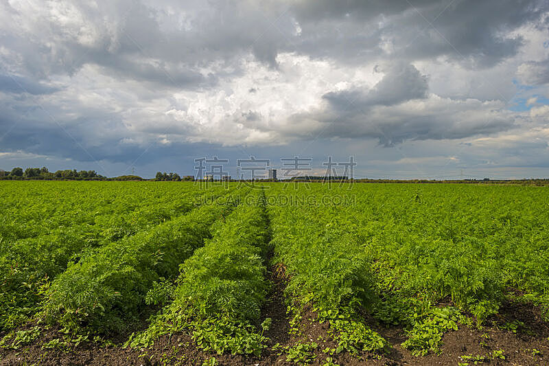 胡萝卜,云,田地,在上面,工业,植物,成一排,水平画幅,无人,农业