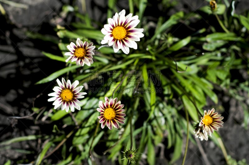 杂色菊属,勋章菊,自然,白昼,图像,自然美,无人,野生植物,植物,雏菊族