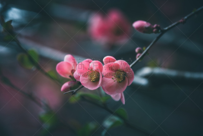 皱皮木瓜,春天,白色,自然,红色,季节,粉色,法国,图像,花朵