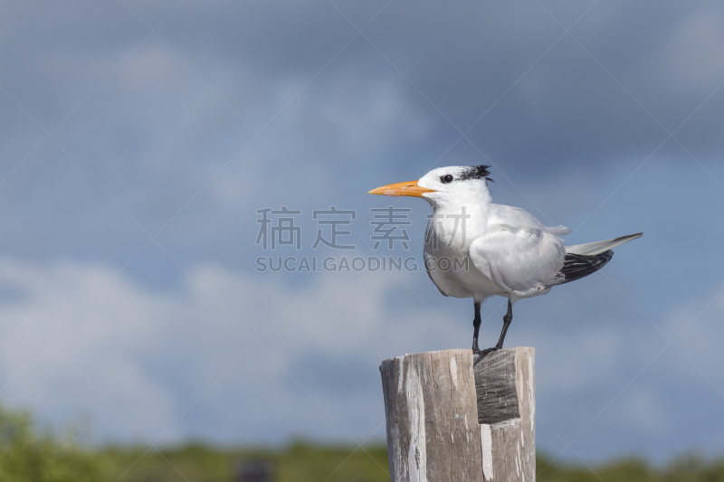 杆,水,水平画幅,无人,鸟类,动物学,科学,动物身体部位,野外动物,户外