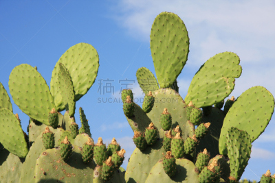 天空,蓝色,仙人掌,食用仙人掌,仙人掌果,卡拉布里亚,自然,水平画幅,绿色,水果
