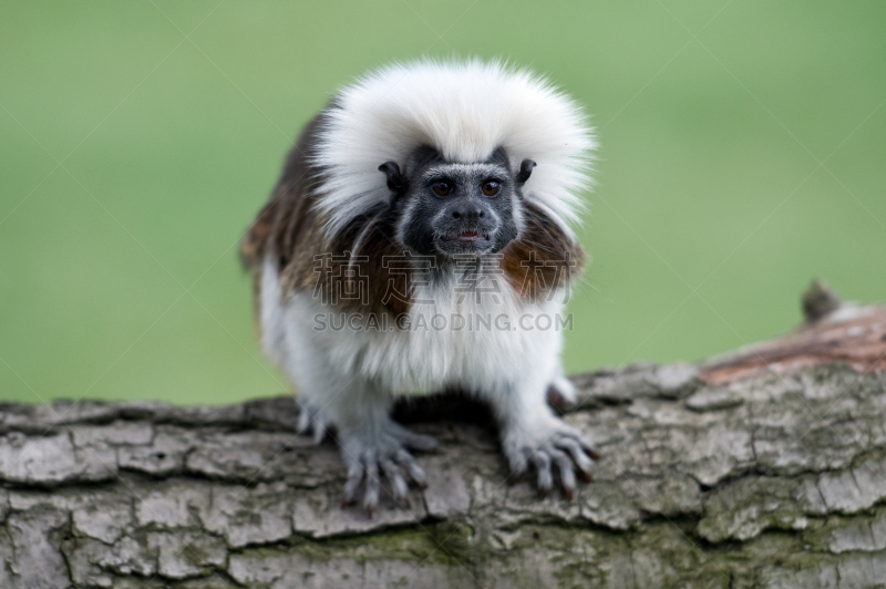 cotton-top tamarin,水平画幅,无人,猴子,绢毛猴,一只动物,哺乳纲,已灭绝生物,彩色背景,2015年