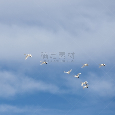 天鹅,天空,蓝色,羊群,白色,有序,淡水,自由,野生动物,环境