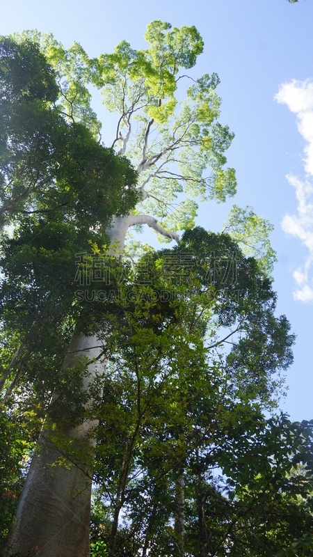 雨林,沙巴州,婆罗洲岛,达浓谷地,生物学,热,热带气候,环境,环境保护,枝繁叶茂