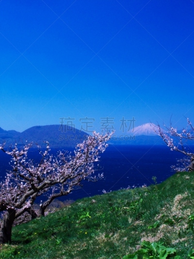 洞爷湖,北海道,富士山,风景,欲望,非凡的,有珠山,羊蹄山,梅子,梅花