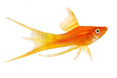 剑尾鱼,白色,水族馆,雌性动物,鱼类,红色,一对,分离着色,雄性动物,水