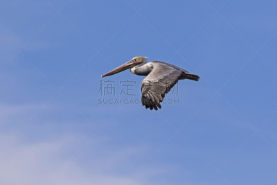 棕色鹈鹕,鸟类,鹈鹕,沙顿海,后备运动员,鷸形目,水平画幅,巨大的,动物身体部位,户外