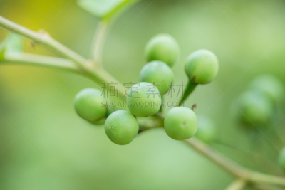 浆果,火鸡,嘘走,粘果酸浆,茄科植物,茄科,水平画幅,小的,水果,植物