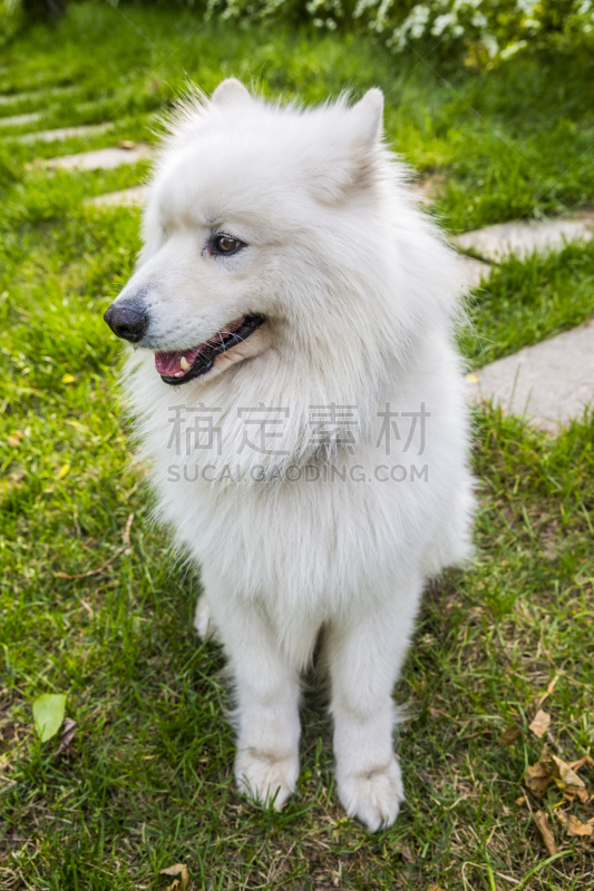 萨摩耶犬,狗,爱斯基摩犬,雪橇犬,自然,垂直画幅,纯种犬,非都市风光,景观设计,家畜