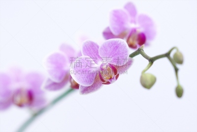 地球,美,留白,水平画幅,无人,蝴蝶兰,特写,花蕾,拉昂,东南亚