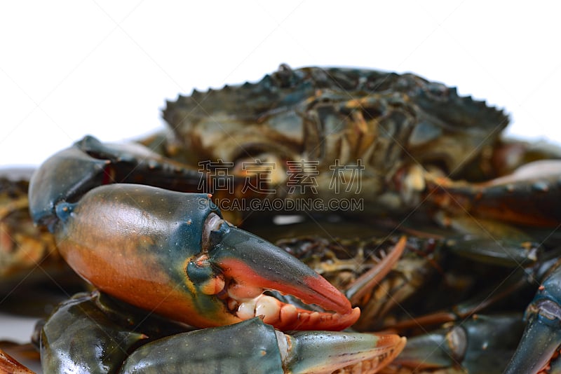 螃蟹,锯缘青蟹,肉,白色背景,生食,海产,背景分离,健康食物,食品,图像