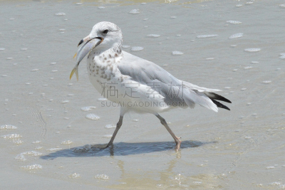 海滩,鱼类,海鸥,饥饿的,海洋,动物嘴,水,美,水平画幅,沙子